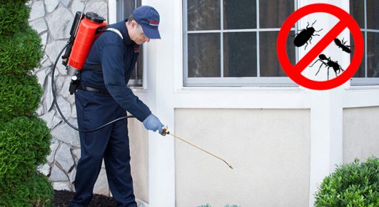 Küçükyalı Tahtakurusu İlaçlama böcek ilaçlama ve haşere kontrolü — ilaclama-tr.com